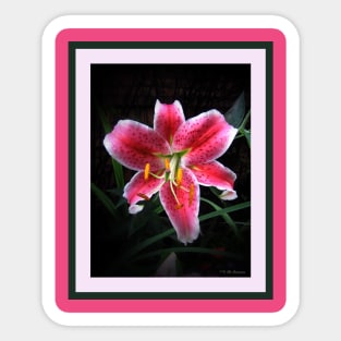 Pink Day Lily Sticker